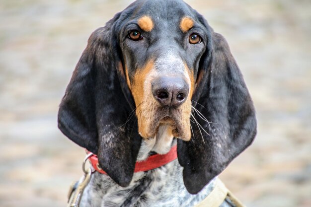 Foto retrato de cão em close-up