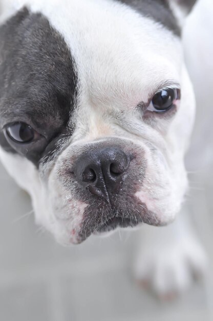 Retrato de cão em close-up