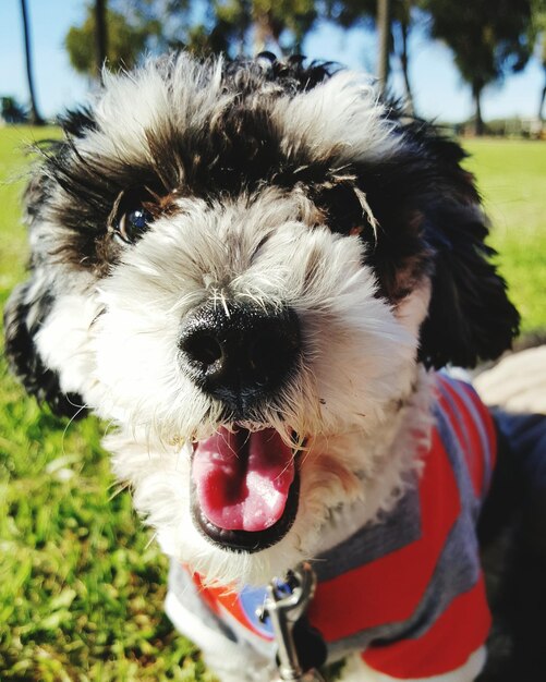 Foto retrato de cão em close-up