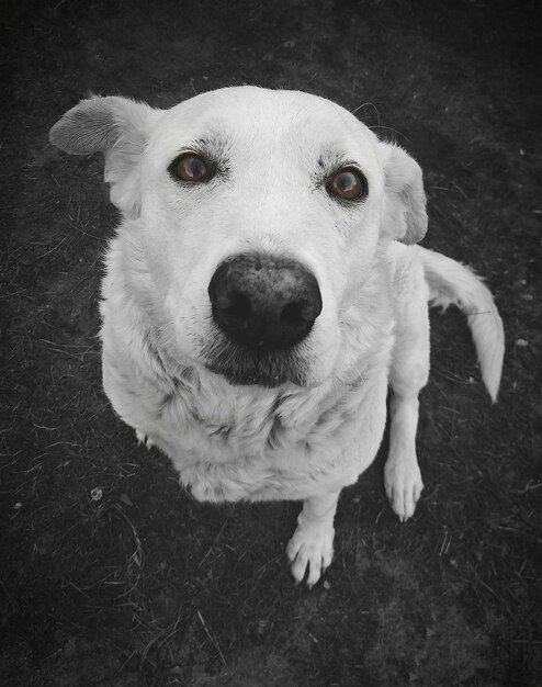 Retrato de cão em close-up