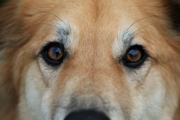 Retrato de cão em close-up