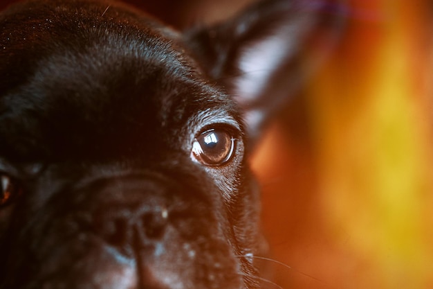 Foto retrato de cão em close-up