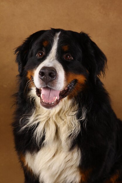 Foto retrato de cão em close-up