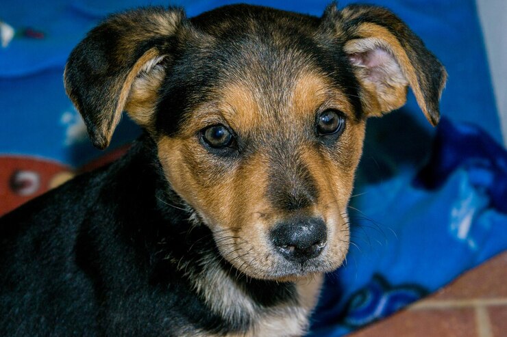 Foto retrato de cão em close-up