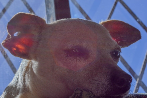 Foto retrato de cão em close-up