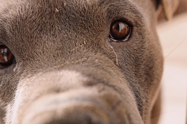 Retrato de cão em close-up