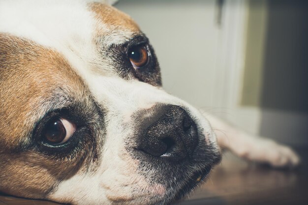 Retrato de cão em close-up