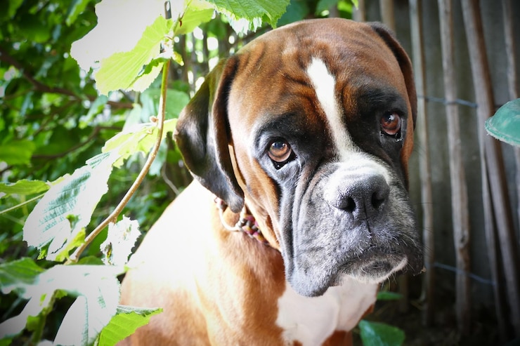 Foto retrato de cão em close-up
