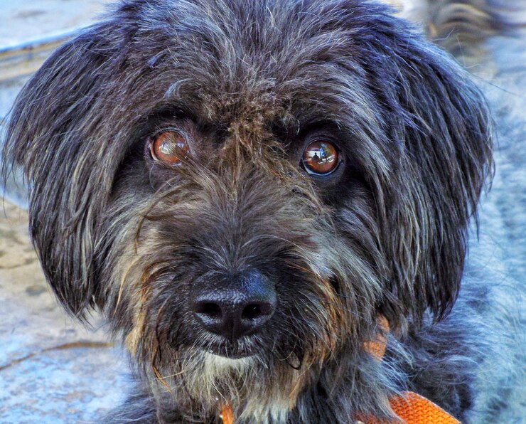 Foto retrato de cão em close-up