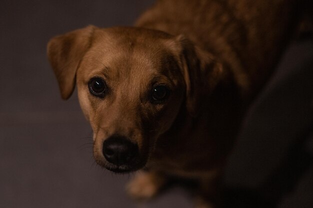 Foto retrato de cão em close-up