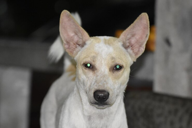 Foto retrato de cão em close-up