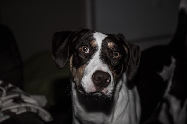 Retrato de cão em close-up