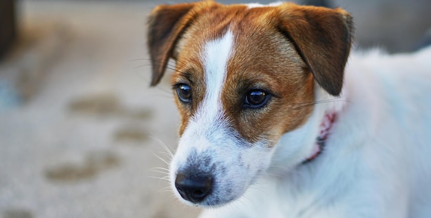 Retrato de cão em close-up