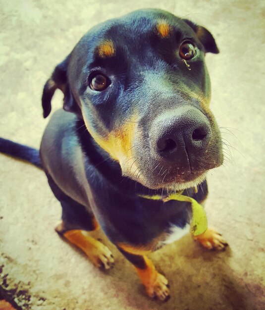 Foto retrato de cão em close-up