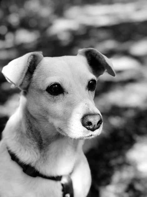 Retrato de cão em close-up