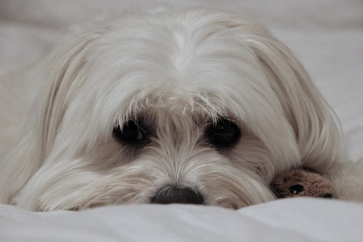 Foto retrato de cão em close-up