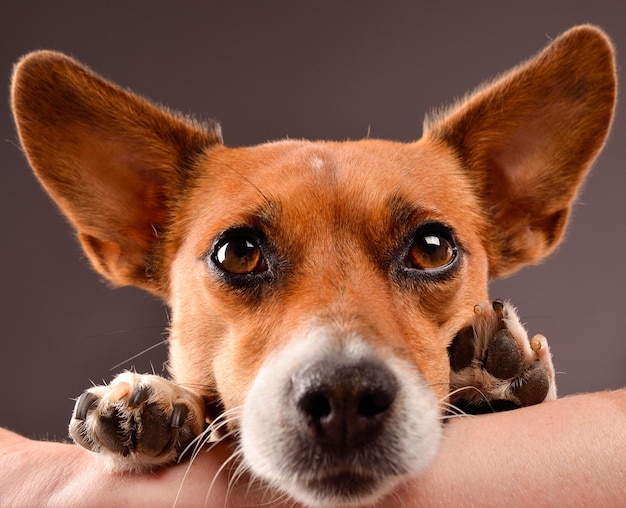 Retrato de cão em close-up