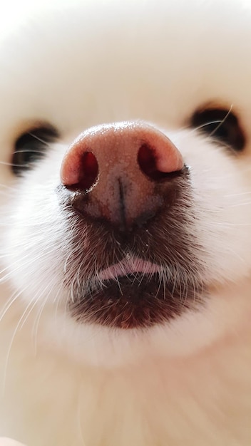 Foto retrato de cão em close-up