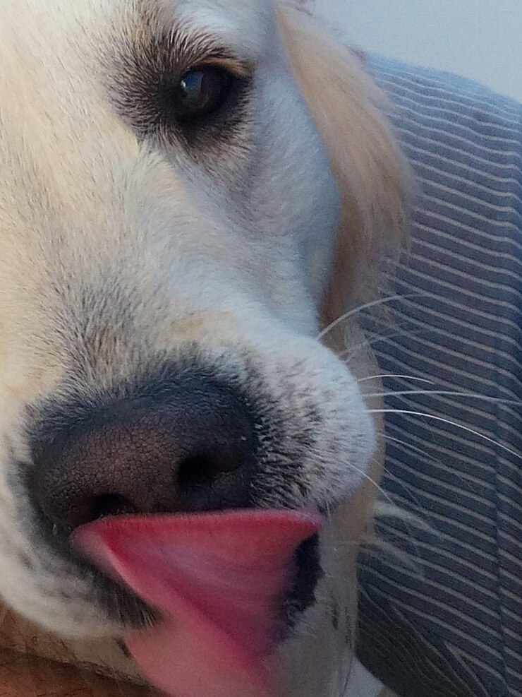 Foto retrato de cão em close-up