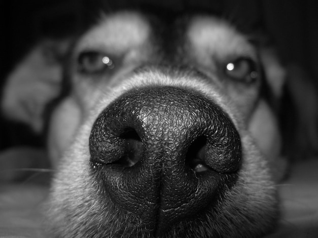 Foto retrato de cão em close-up