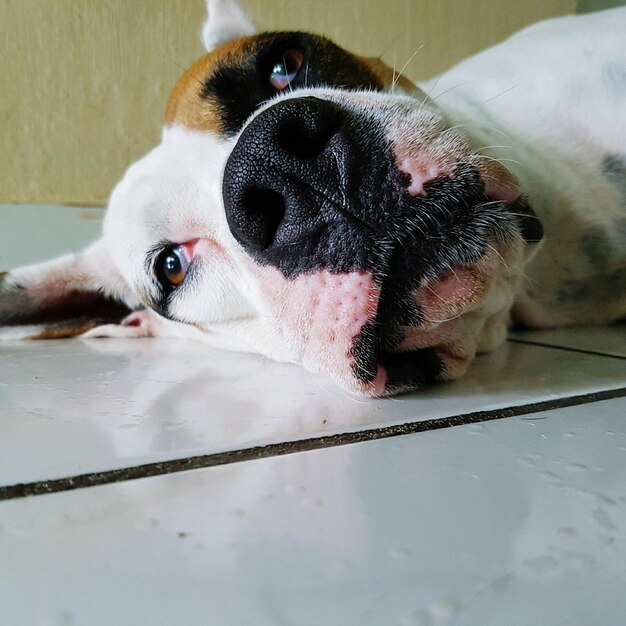 Foto retrato de cão em close-up