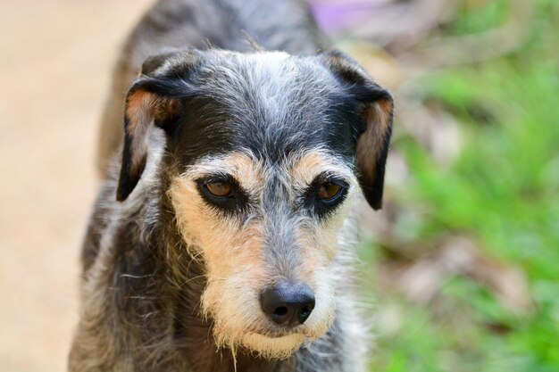 Retrato de cão em close-up