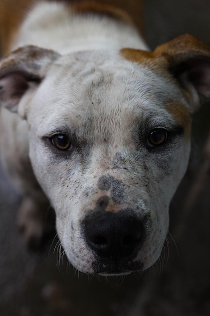Retrato de cão em close-up