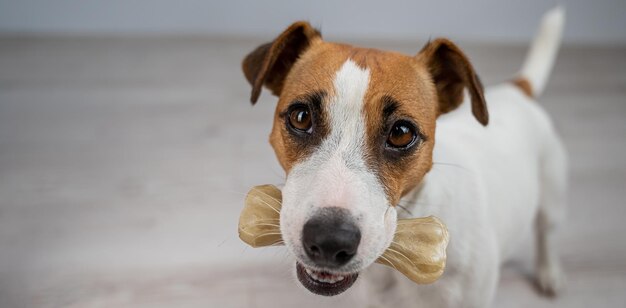 Foto retrato de cão em close-up