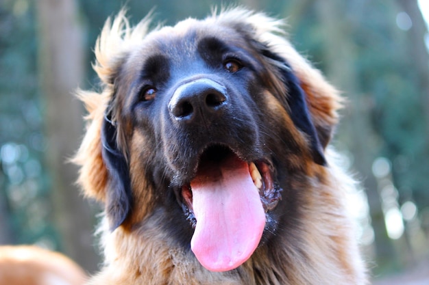 Retrato de cão em close-up