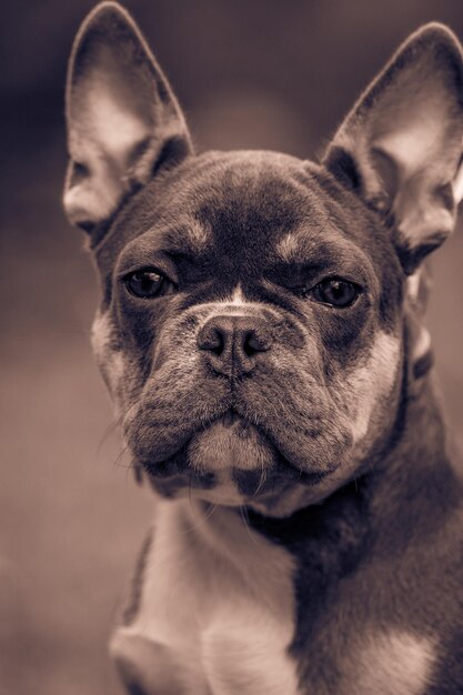 Foto retrato de cão em close-up