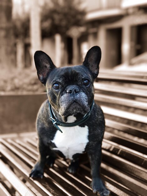 Foto retrato de cão em close-up