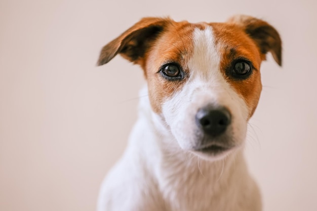 Retrato de cão em close-up