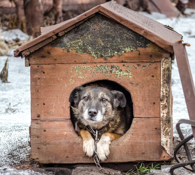 Foto retrato de cão em madeira