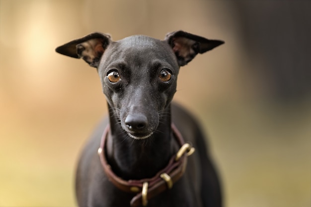 Retrato de cão galgo italiano com fundo desfocado.