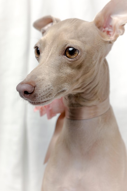 Retrato de cão galgo italiano de raça pura com conceito de primavera de rosas