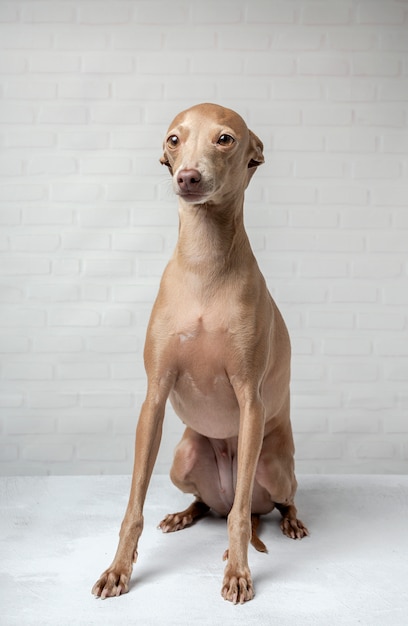 Retrato de cão galgo italiano em estúdio