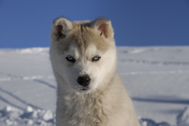 Retrato de cão husky no inverno