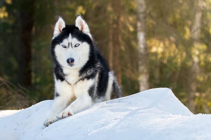 Foto retrato de cão husky siberiano