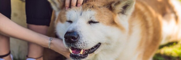 Retrato de cão japonês akita inu com jovem ao ar livre banner formato longo