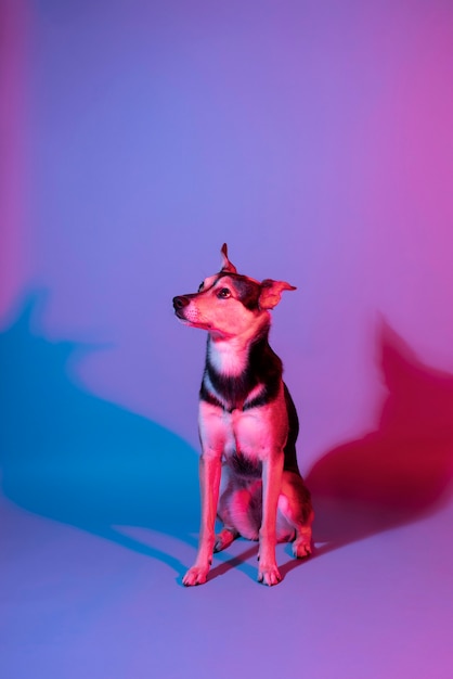 Foto retrato de cão kelpie australiano em iluminação gradiente
