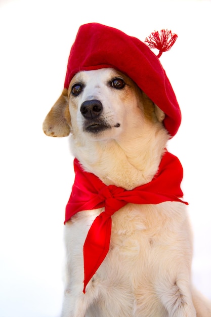 Retrato de cão mestiço com boina e bandana vermelha celebração de San Fermin