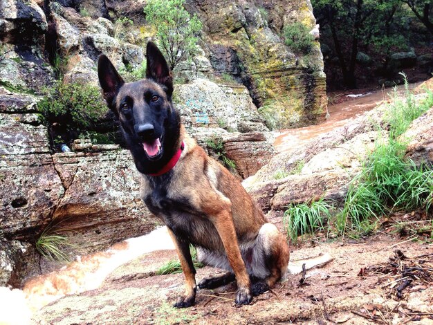 Foto retrato de cão na árvore