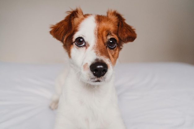 Retrato de cão na cama em casa