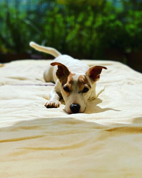 Foto retrato de cão na cama