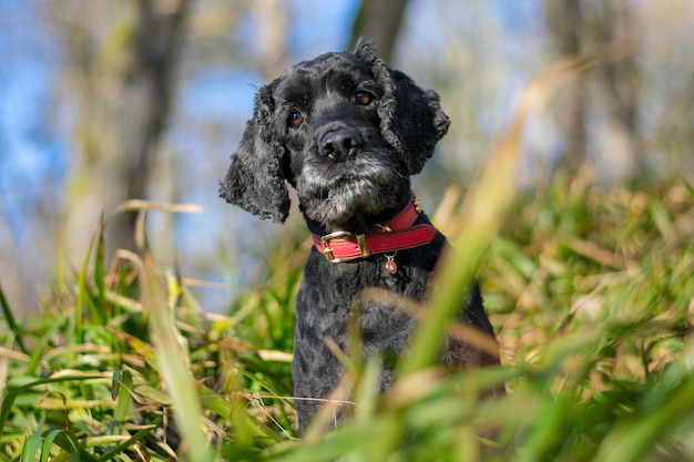 Foto retrato de cão na grama