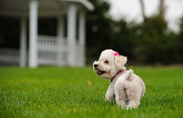 Foto retrato de cão na grama