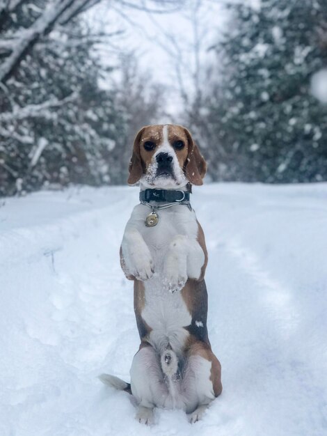 Foto retrato de cão na neve