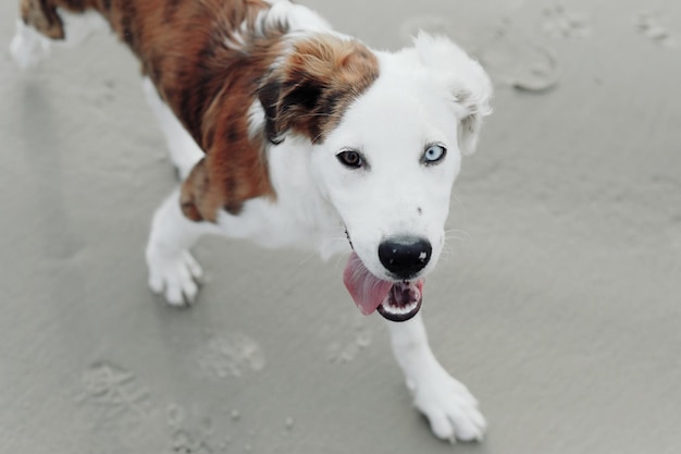 Retrato de cão na praia em alto ângulo