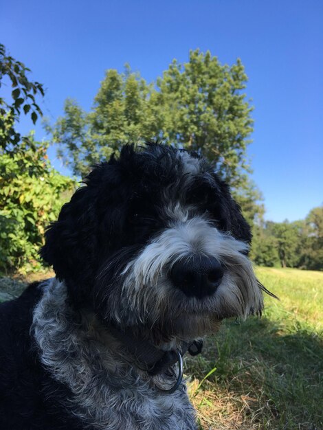 Foto retrato de cão no campo contra o céu