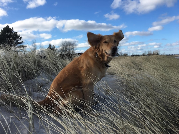 Foto retrato de cão no campo contra o céu